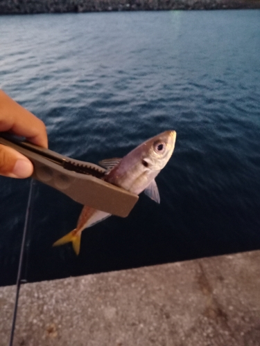 マアジの釣果