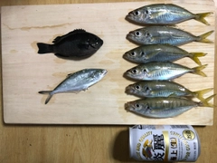 アジの釣果