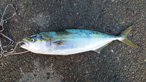 ハマチの釣果