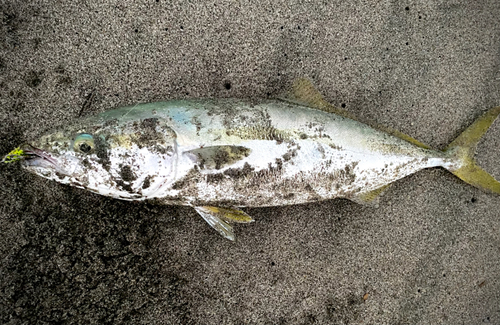 イナダの釣果