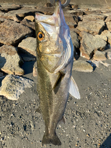 スズキの釣果