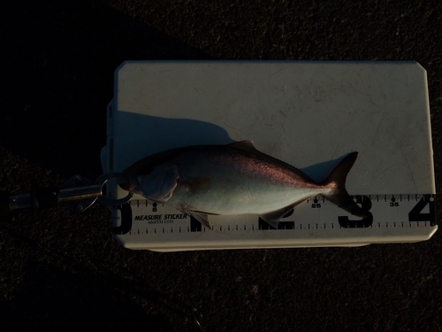 ショゴの釣果