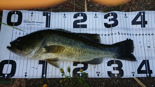 ブラックバスの釣果