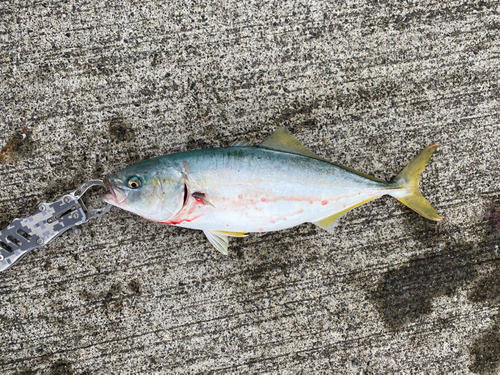 イナダの釣果