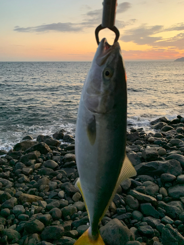 ツバスの釣果