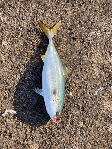 ハマチの釣果