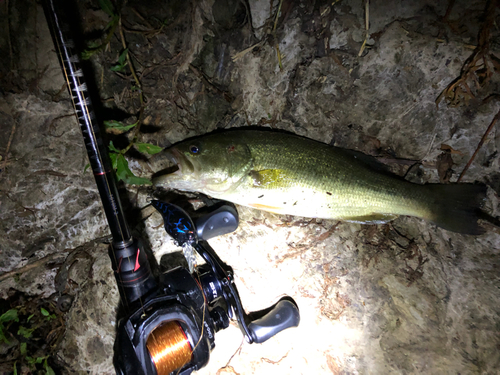 ラージマウスバスの釣果