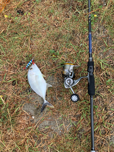 ヒラアジの釣果