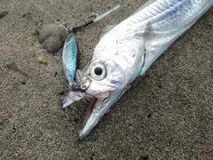 タチウオの釣果