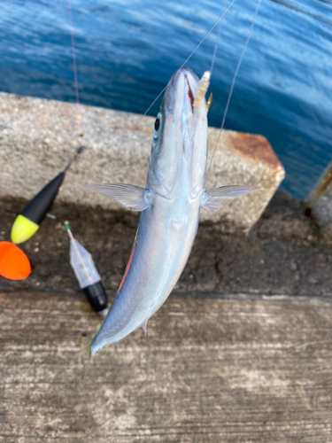 ムロアジの釣果