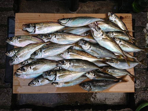 アジの釣果