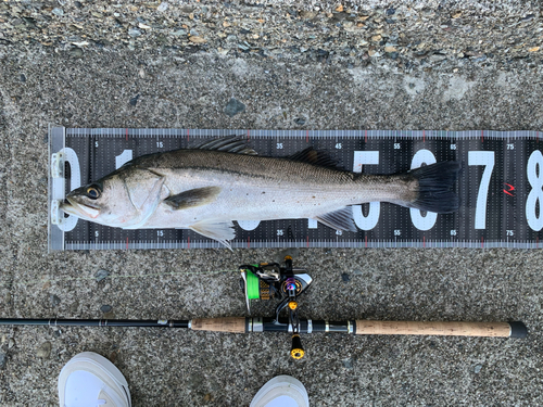 シーバスの釣果