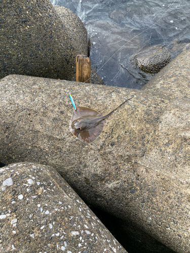 アカエイの釣果