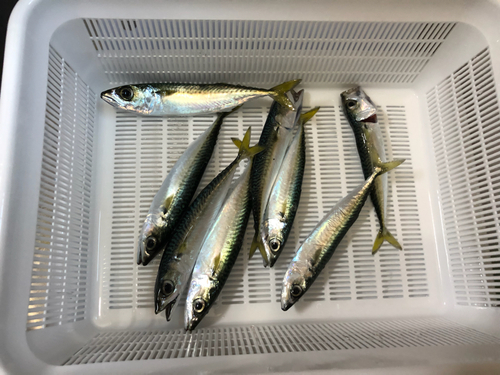 サバの釣果