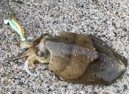 モンゴウイカの釣果