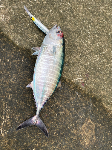 クロマグロの釣果