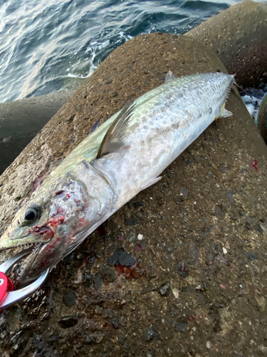 サワラの釣果