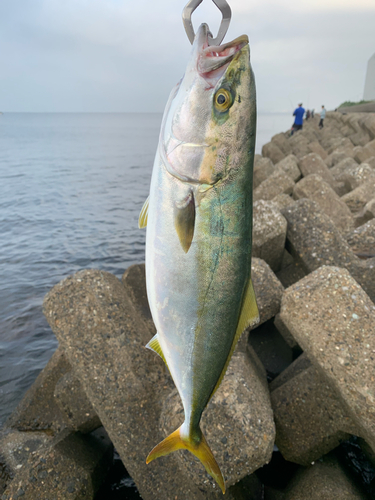 イナダの釣果