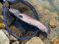 イトウの釣果