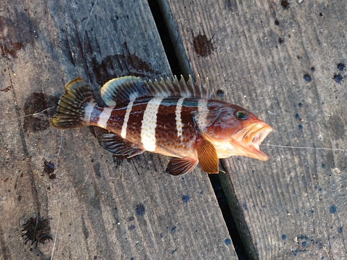 カマスの釣果