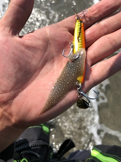 シタビラメの釣果