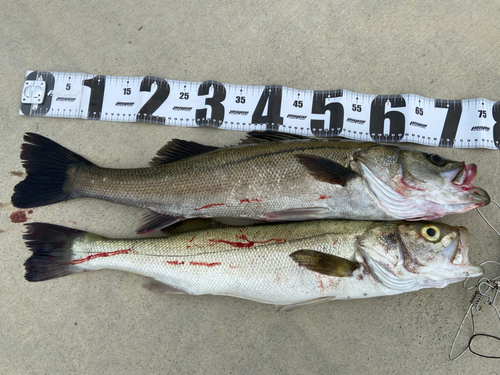 シーバスの釣果