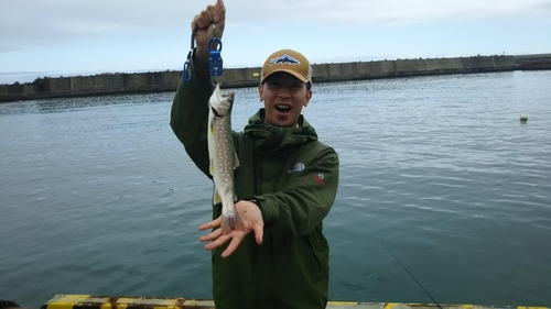 アメマスの釣果