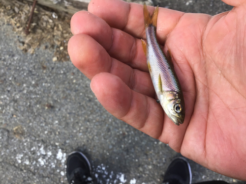 カワムツの釣果