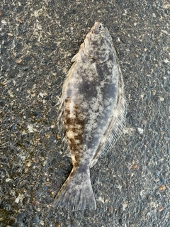 ヒラメの釣果