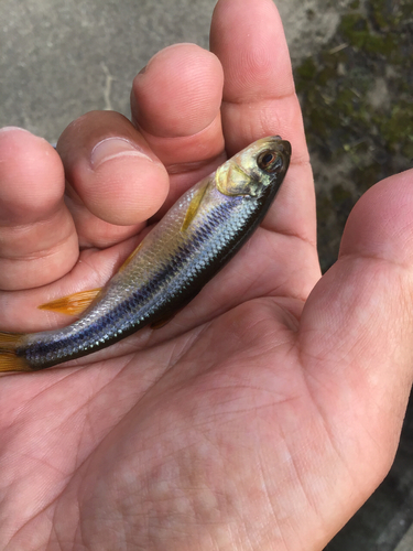 カワムツの釣果