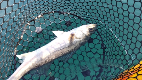 マルスズキの釣果