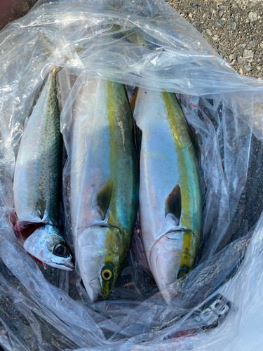 ハマチの釣果