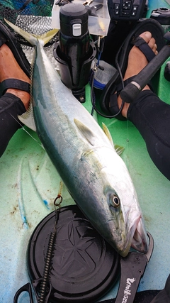 ヤズの釣果