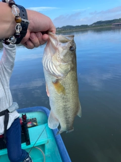 ラージマウスバスの釣果