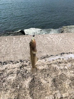 マハゼの釣果