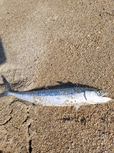 サゴシの釣果