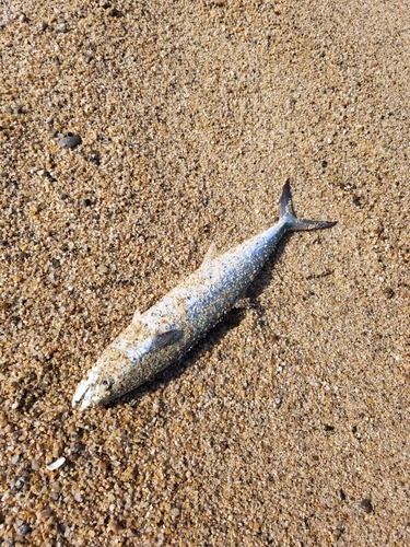 サゴシの釣果