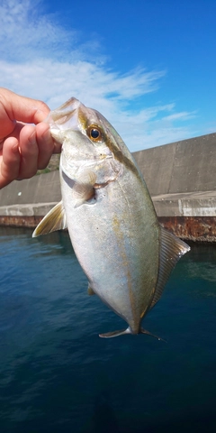 カンパチの釣果