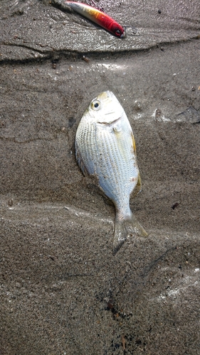 ヘダイの釣果