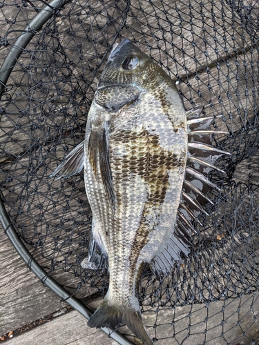 クロダイの釣果