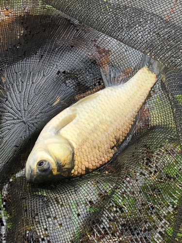 ヘラブナの釣果