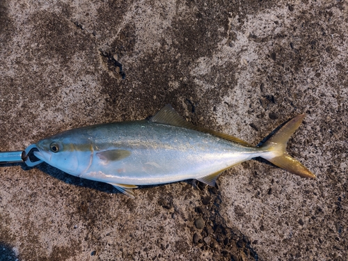 ハマチの釣果