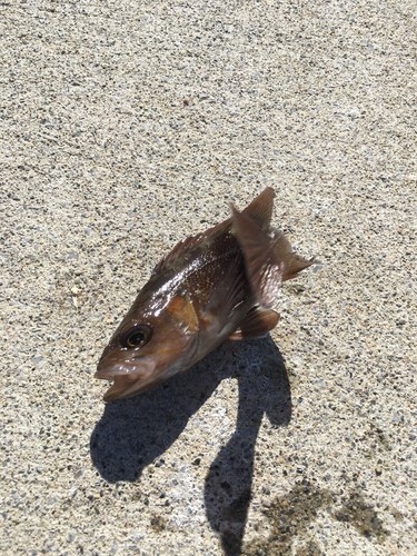 エゾメバルの釣果