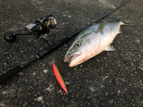 メジロの釣果