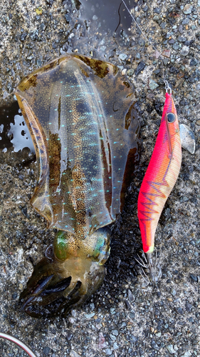 アオリイカの釣果