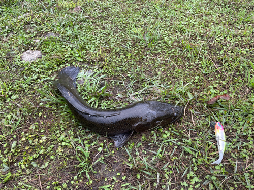 ライギョの釣果