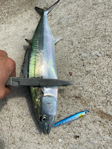 サゴシの釣果