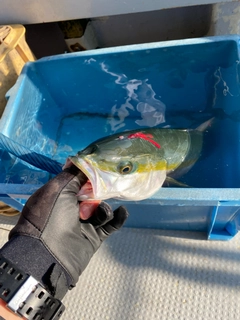 ハマチの釣果