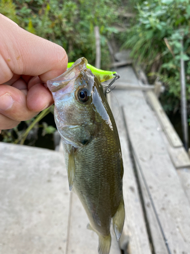 ラージマウスバスの釣果