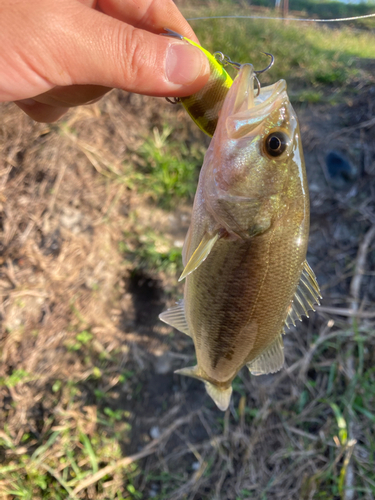 ラージマウスバスの釣果